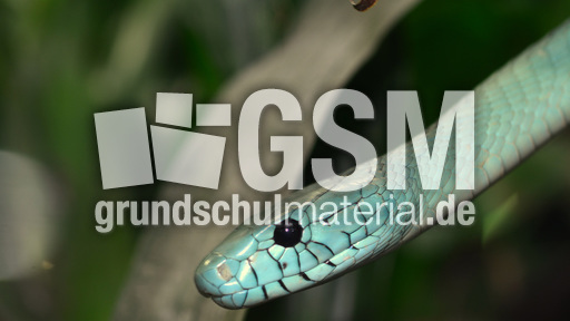 Grüne Mamba (4).jpg